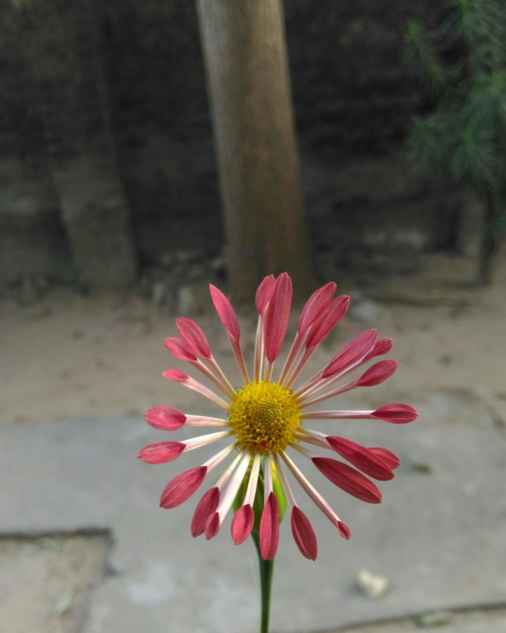 chandramallika