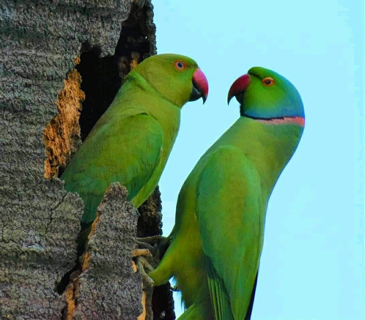Lovey Dovey