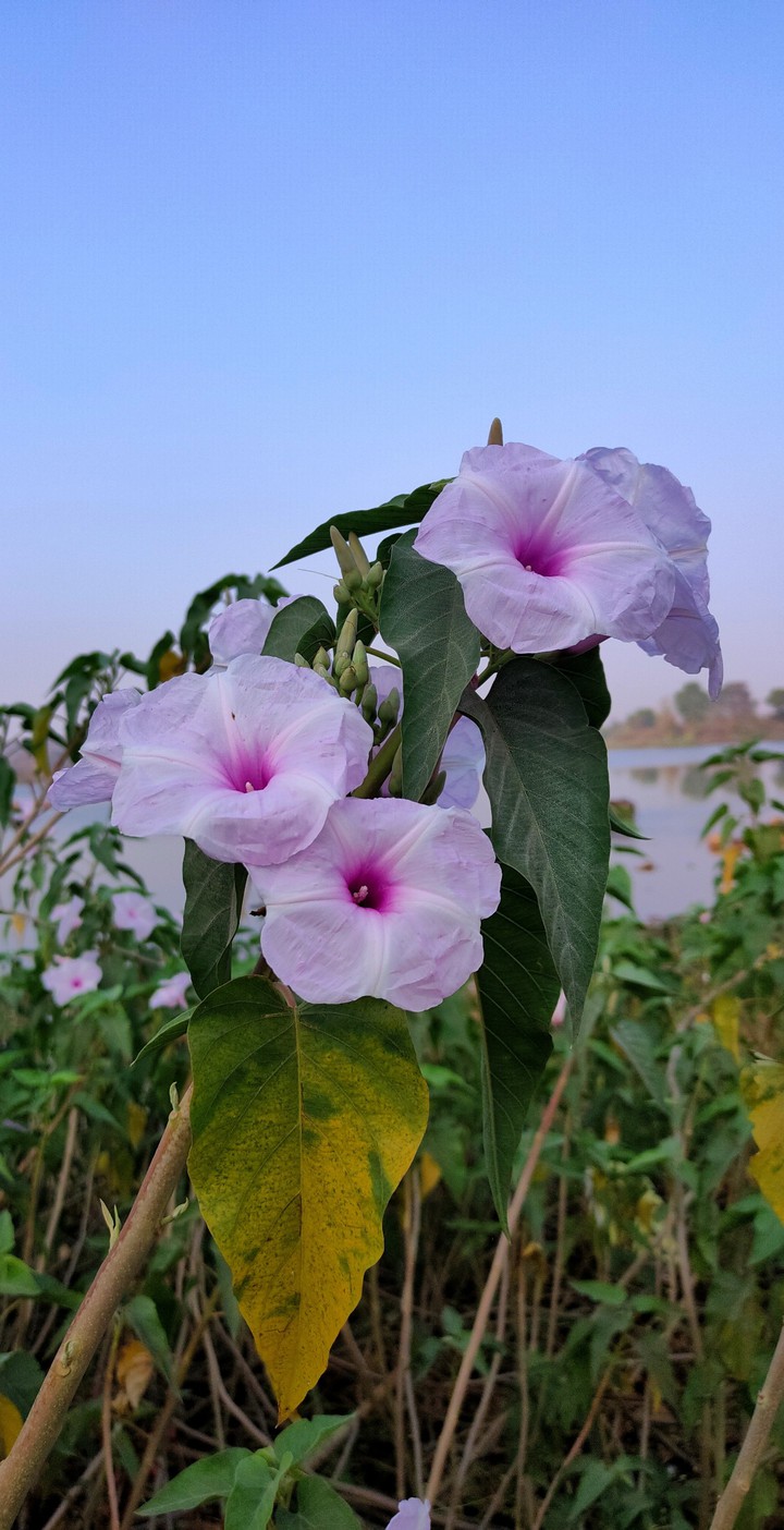 flower