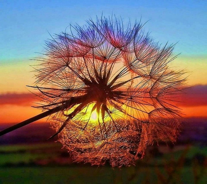 mysterious plant