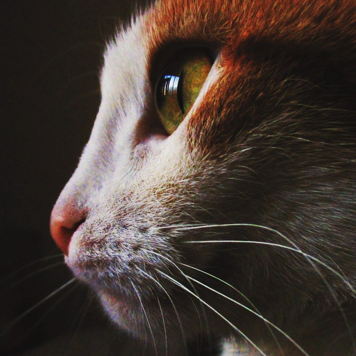 a little cat