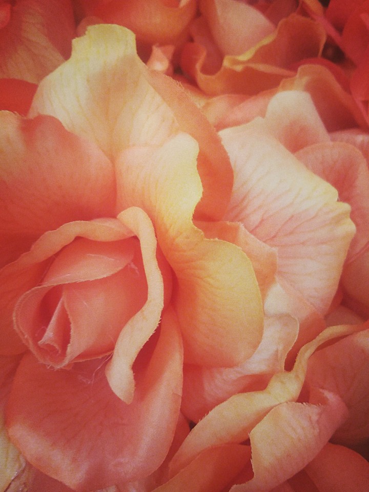 Roses are not just red