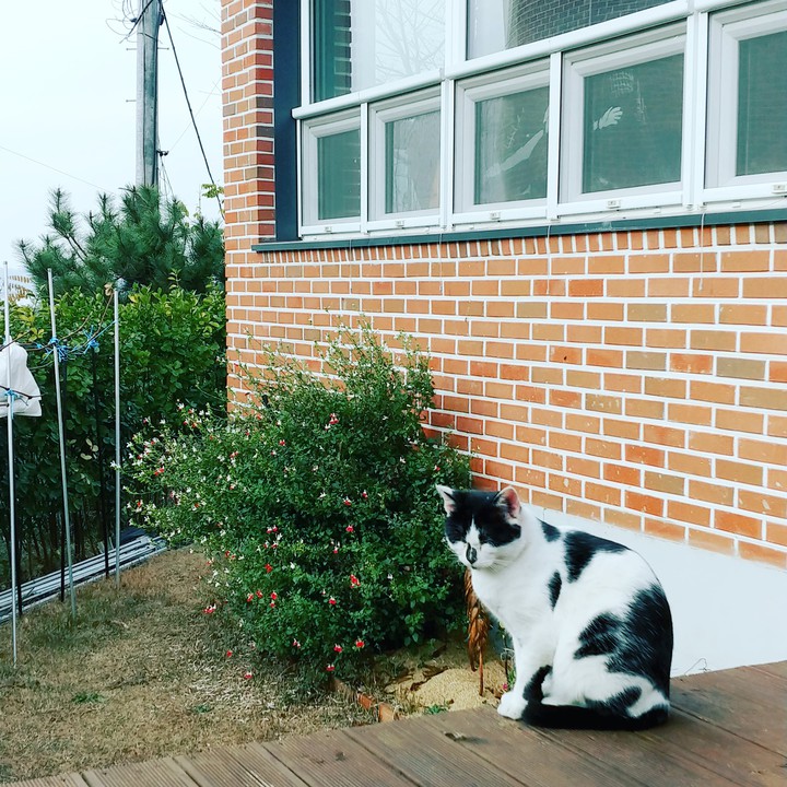 cat