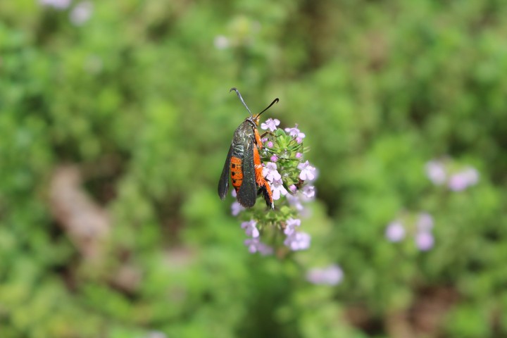 Springtime