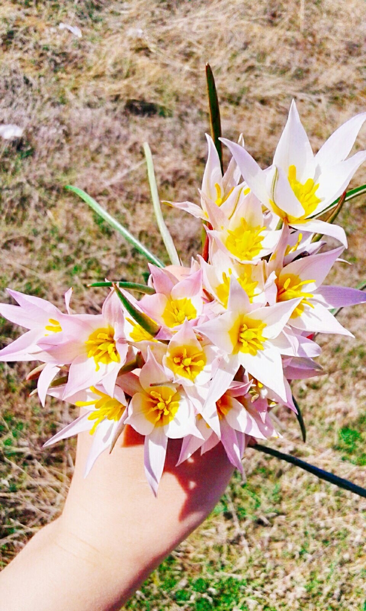 flowers