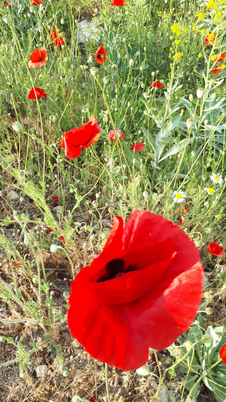 Narın Gelincik