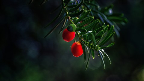 red, green वॉलपेपर