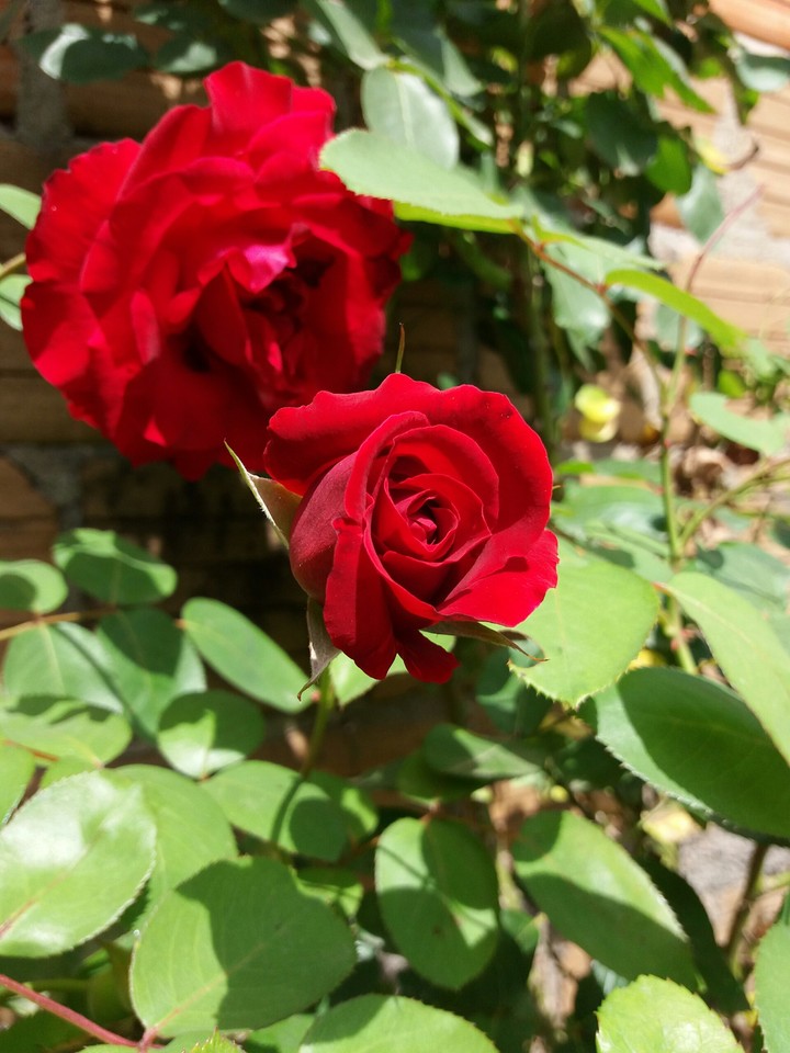 Rosa