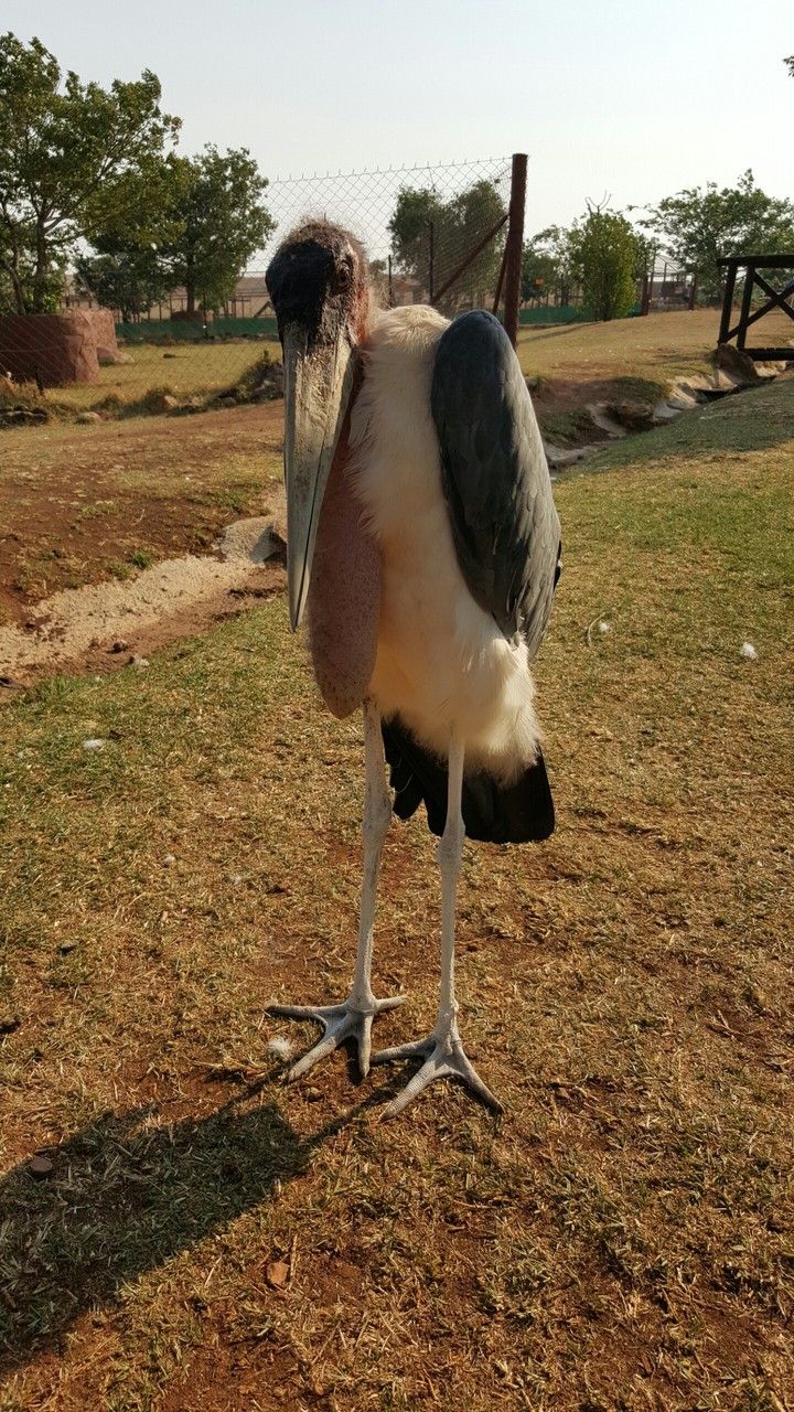 Ugly Bird