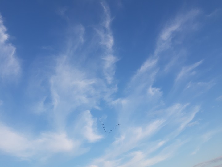 blue sky and bird's formation flight