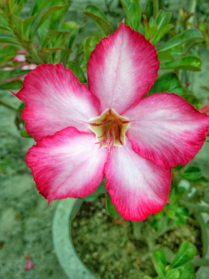 Flower