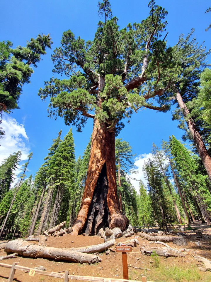Grizzly Giant, Yosemite