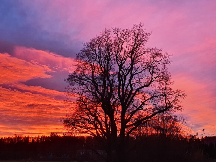 Tree in sunset