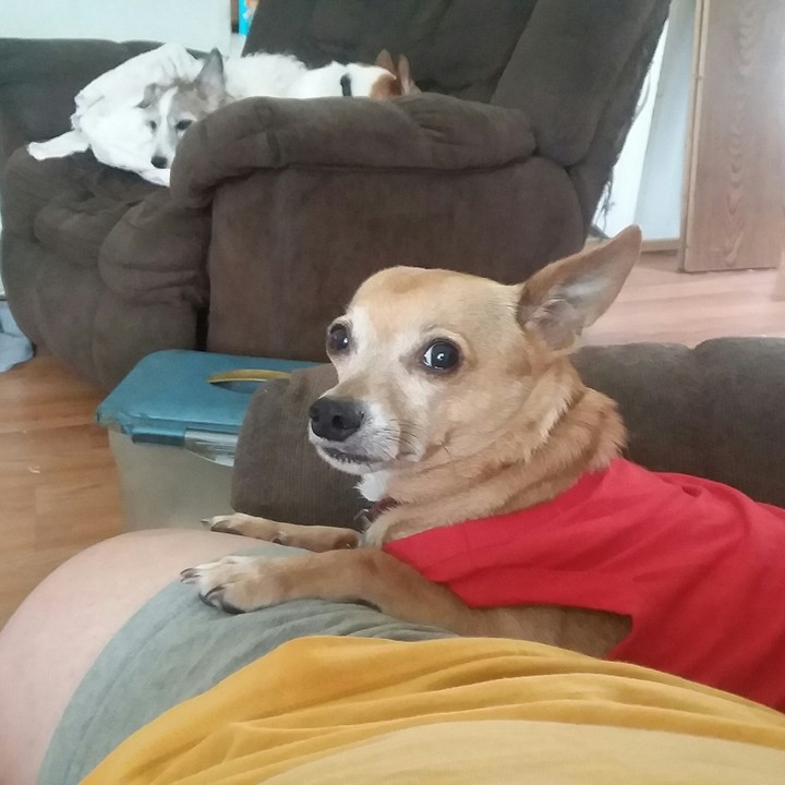 munchkin my service dog