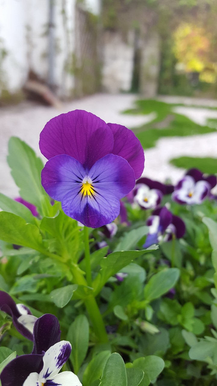 flower