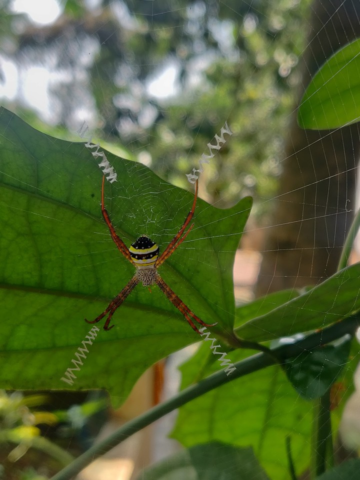 spider
