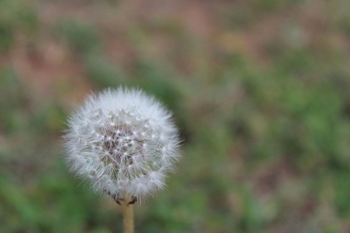 Alone but Proud