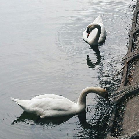 White swans