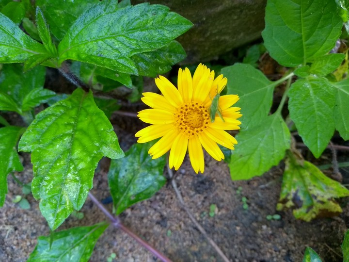 Flower