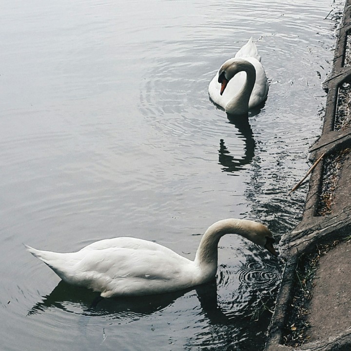 White swans
