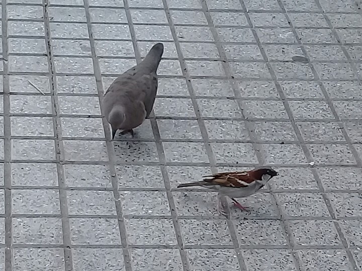 aves