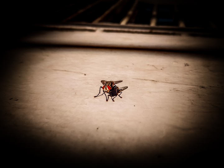 the fly