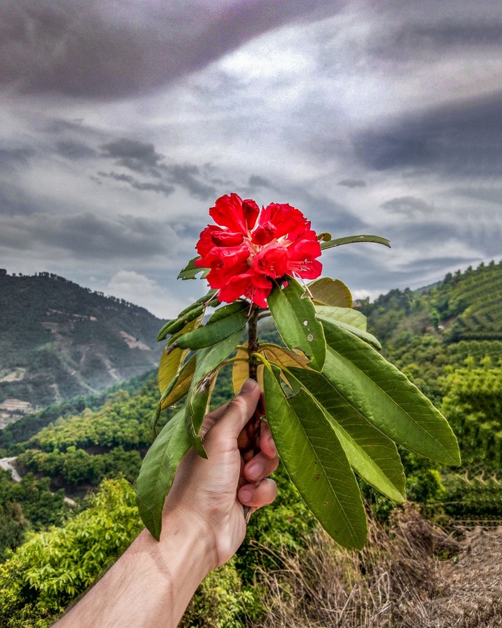 Rhododendron ❤️