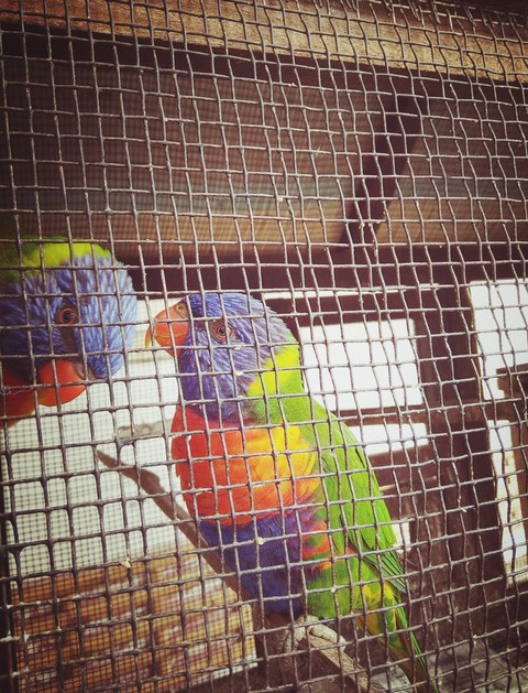 ♥️ birds