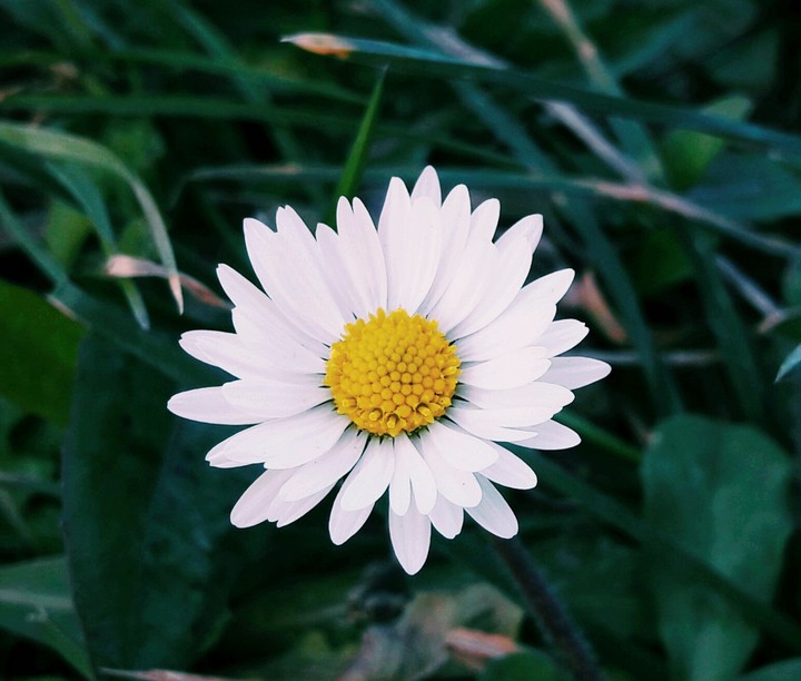 daisy