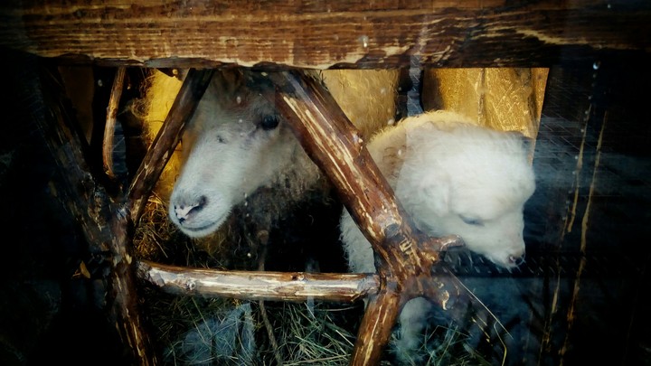 sheep