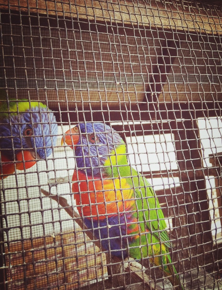 ♥️ birds