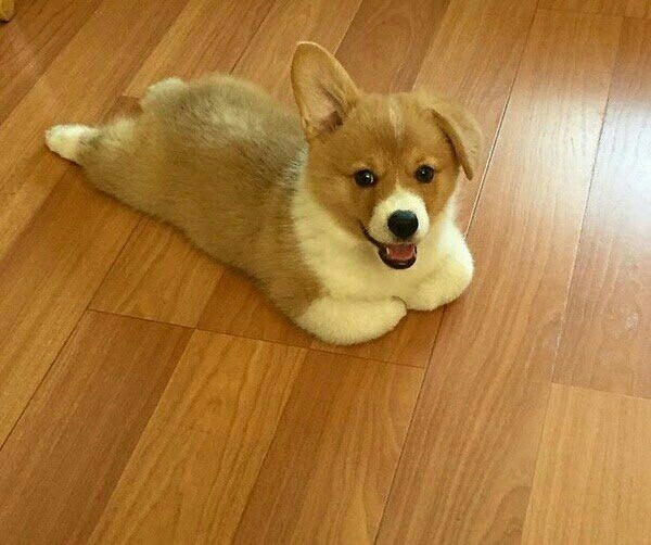 Dog