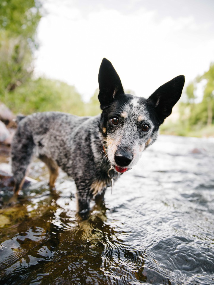 Dog in Water....