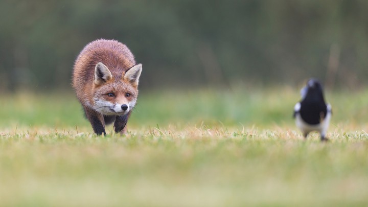 fox