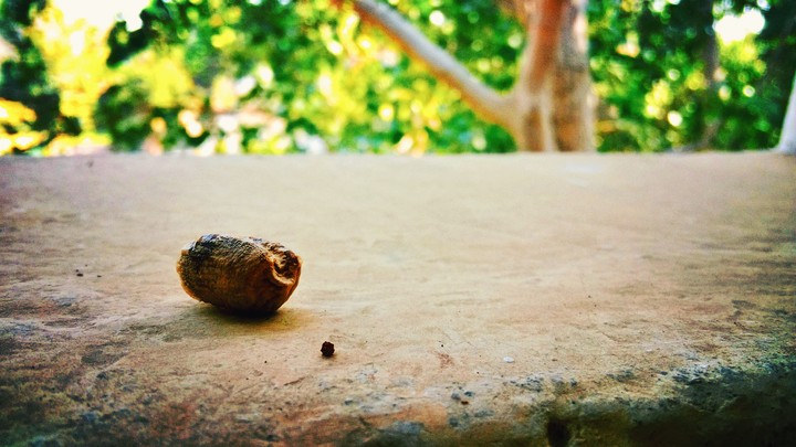 dry nut