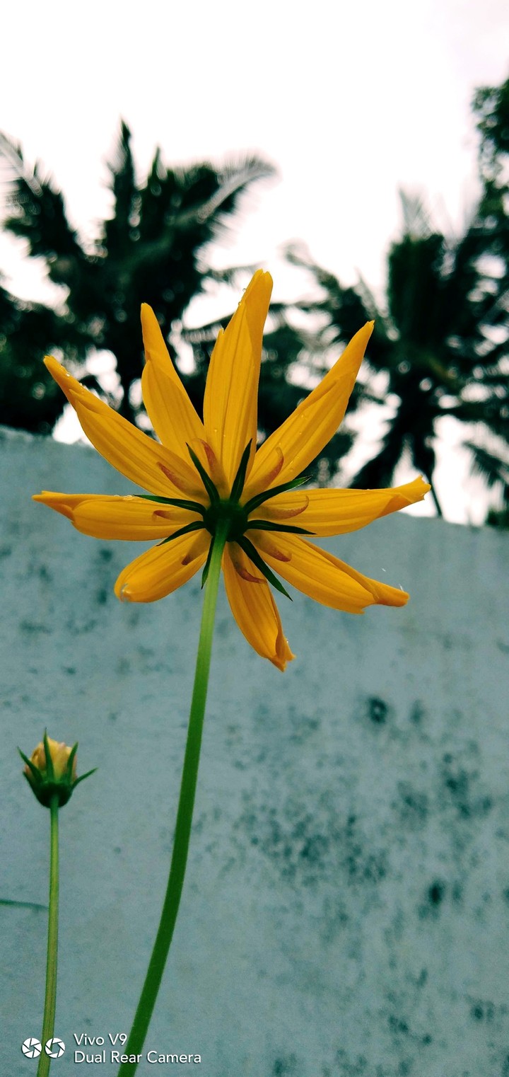Yellow flower