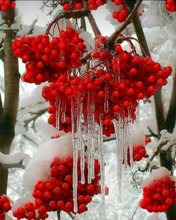 Запорошенная снегом рябина.