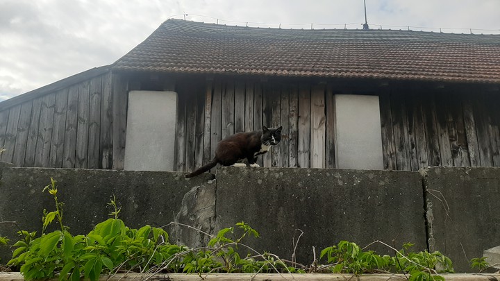 cat