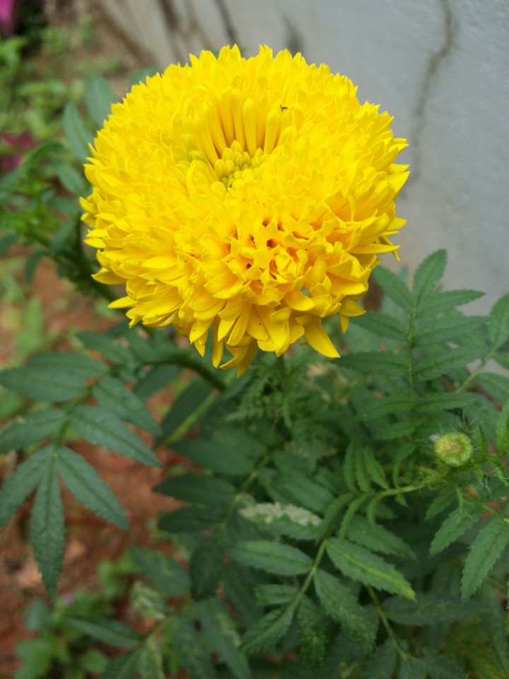 Marigold(Tagetes erecta)
