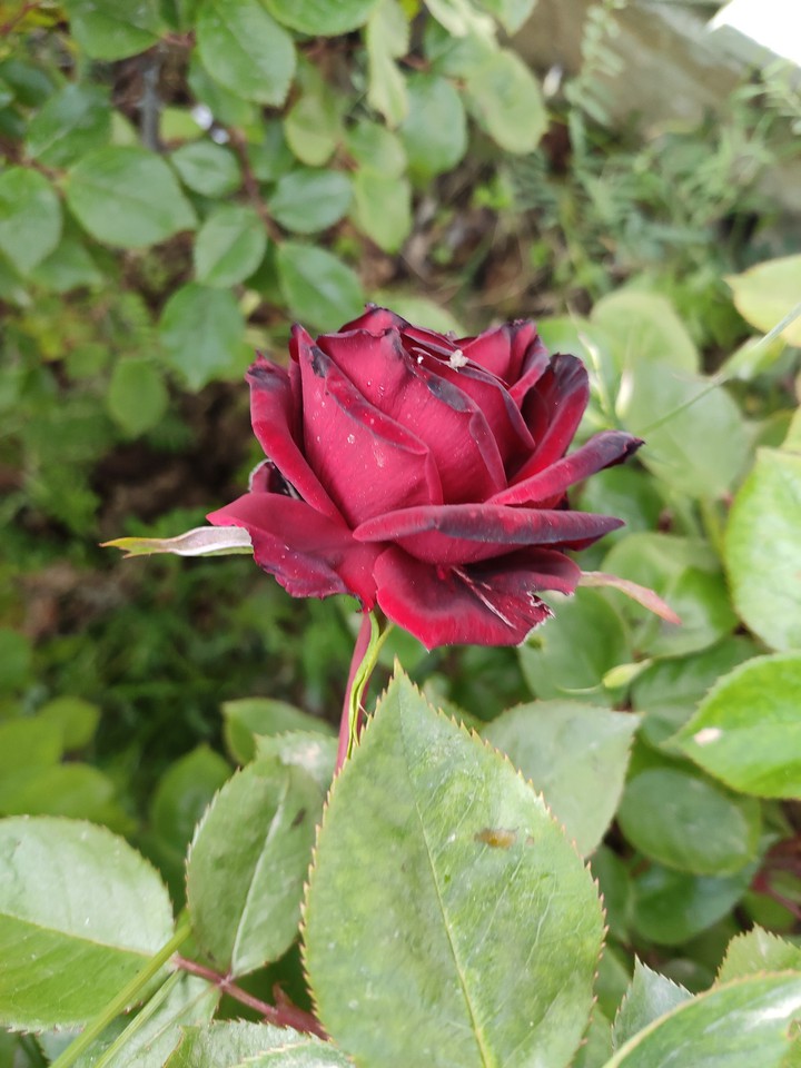 rose