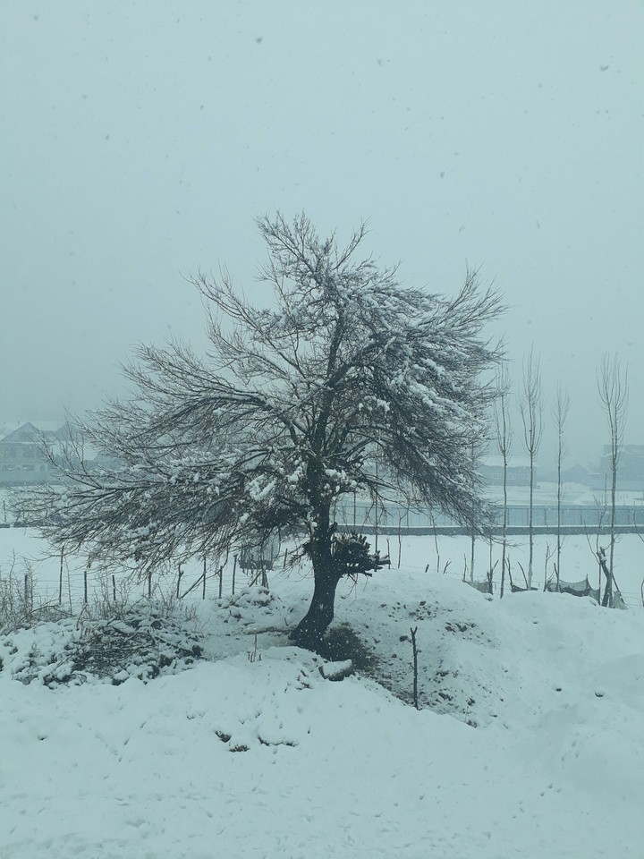 mulberry tree
