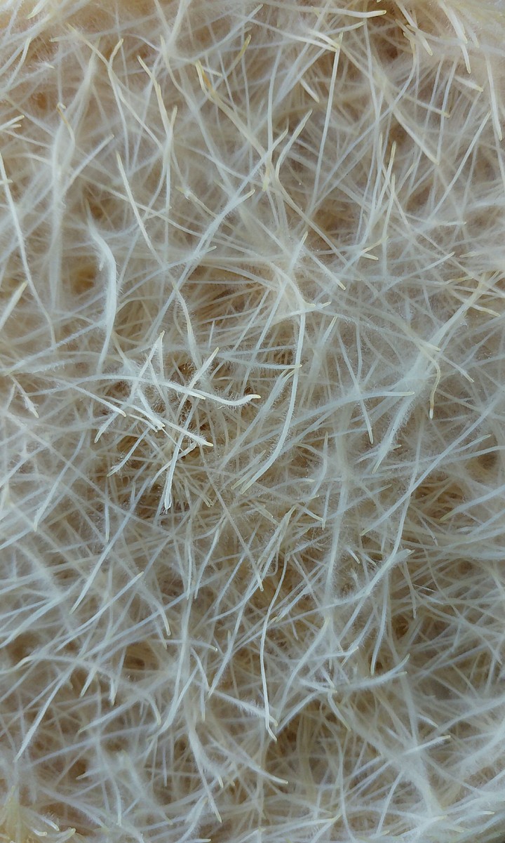Root