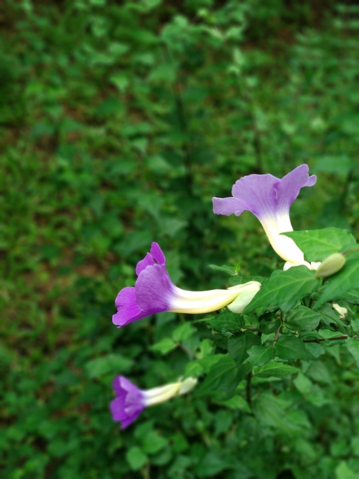 aparajita