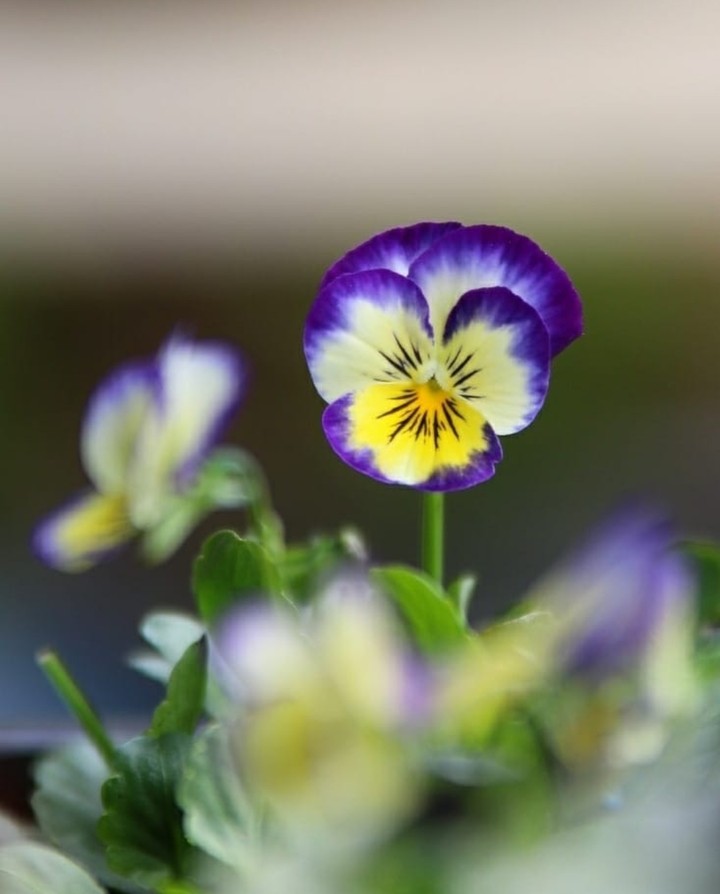 Viola
