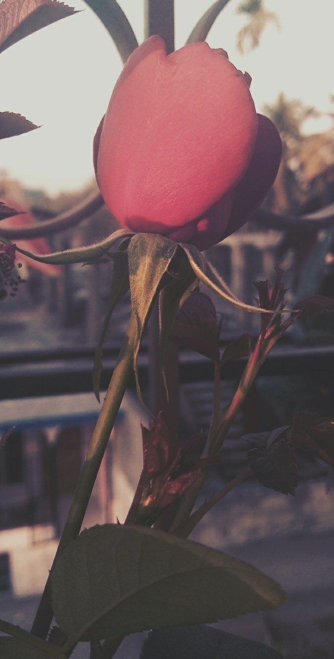 rose