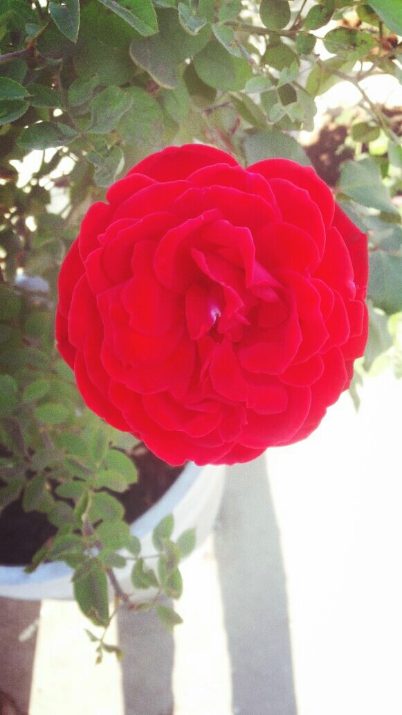 Red Rose