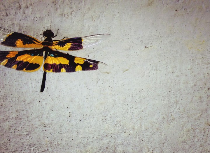Dragon fly