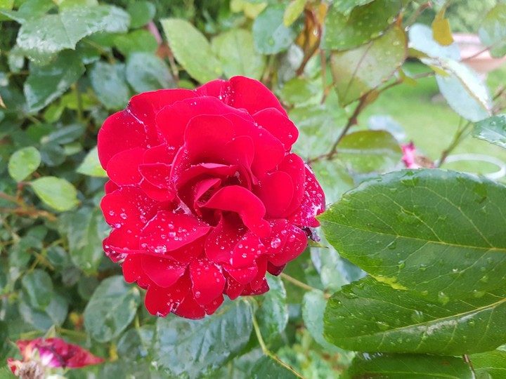 Powerful rose