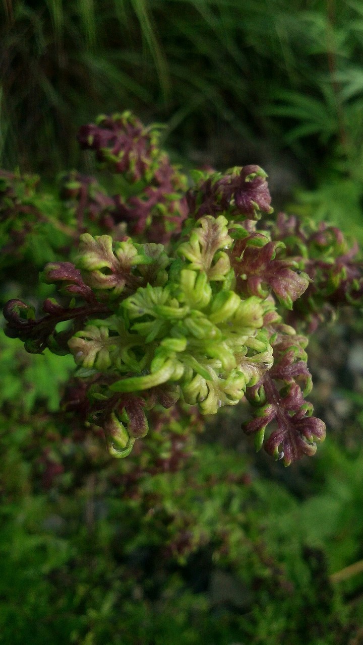 the loving plant