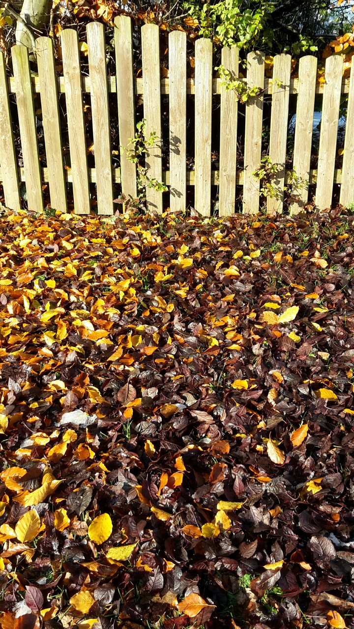 #autumm Bild 2